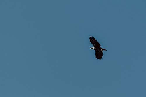 bird bald eagle flying during daytime vulture