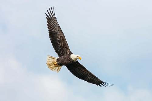 bird bald eagle flying on skies eagle