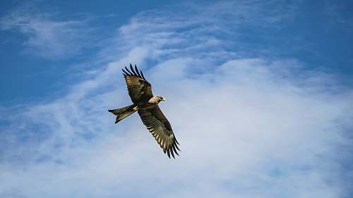 bird bald eagle flying under cloudy sky vulture