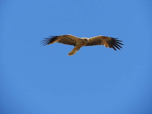 bird bald eagle on flight flying