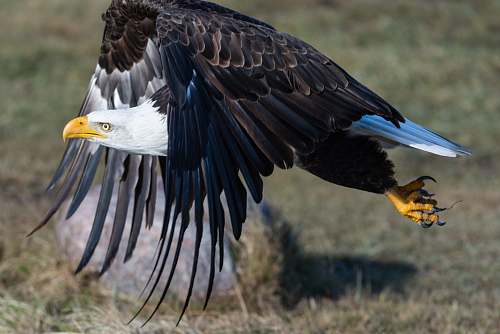 bird Bald Eagle over green grass field eagle