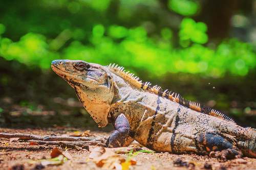 lizard bearded dragon reptile