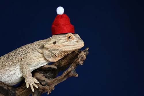 lizard bearded dragon on wood iguana