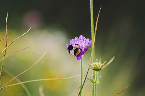 apidae bee in purple flower close-up photography bee