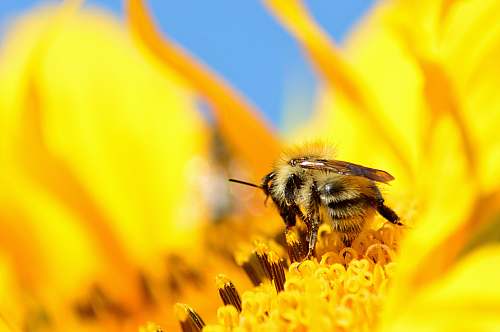 bee bee on flower invertebrate