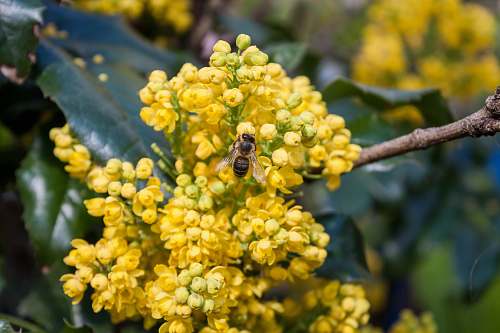bee bee on yellow cluster flower insect