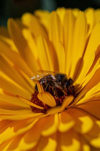 apidae bee on yellow flower bee
