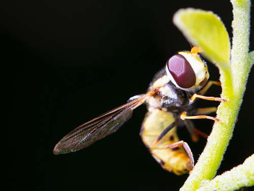 andrena bee perching on green stem bee