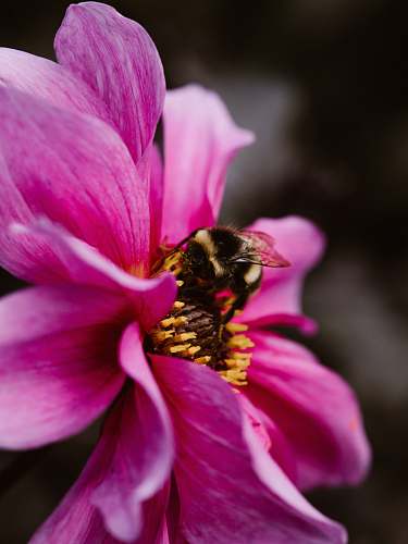 bee bee perching on pink flower apidae