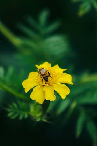 apidae bee perching on yellow petaled flower bee