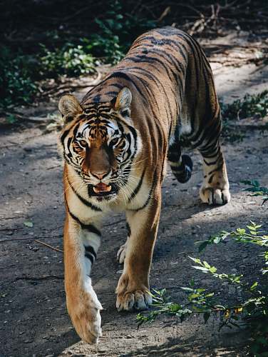 tiger Bengal tiger wildlife