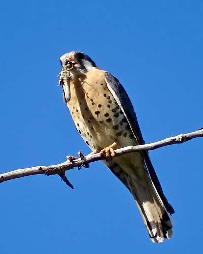 bird bird eating worm buzzard