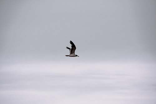 bird bird flying in sky during daytime flying