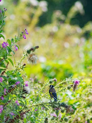 bird bird in a flower plant close-up photography plant