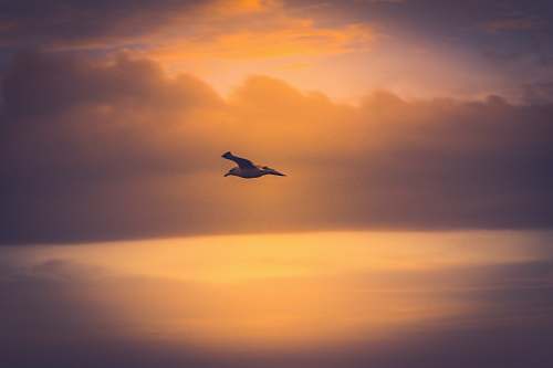bird bird in flight flying
