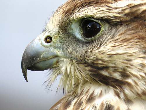 bird bird in shallow focus hawk