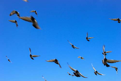 bird bird lot flying during daytime flock
