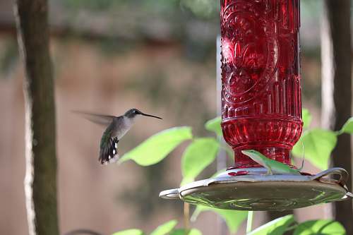bird bird near glass hummingbird