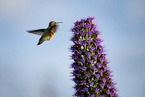 bird bird near purple petaled flowers christmas tree