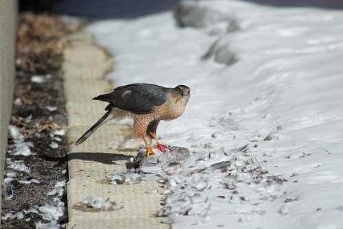 bird bird near snow accipiter