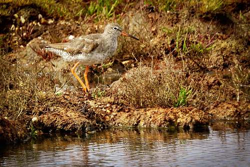bird bird near water nature