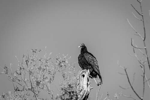 bird bird on bare tree black-and-white
