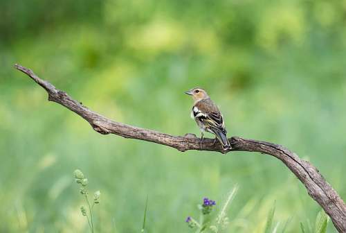 bird bird on branch bee eater