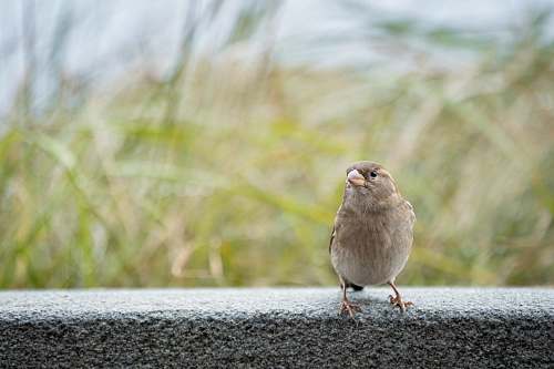 bird bird on concrete fence sparrow