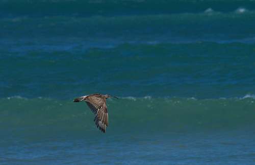 bird bird on flight at beach flying