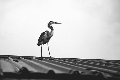 bird bird on roof building black-and-white