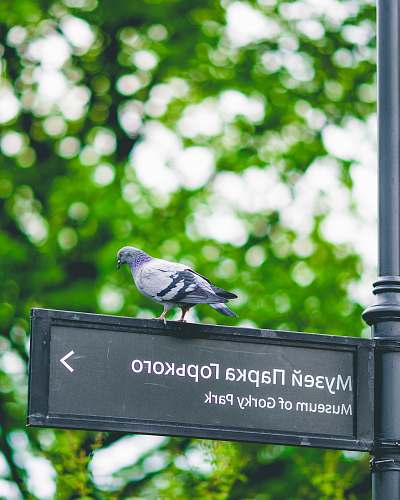 dove bird on sign board bird