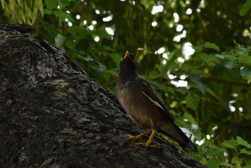 bird bird on tree branch during day plant