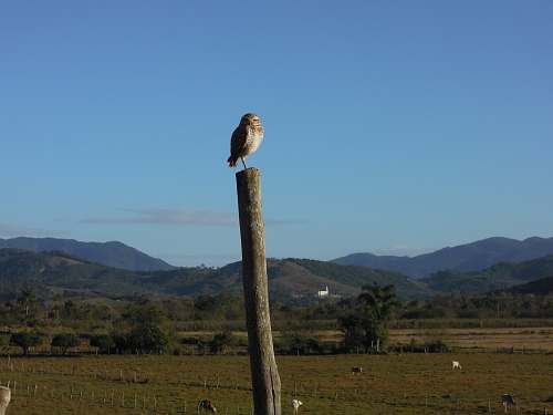 bird bird on tree during daytime accipiter
