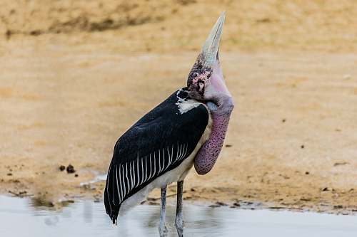 bird bird on water near shore vulture