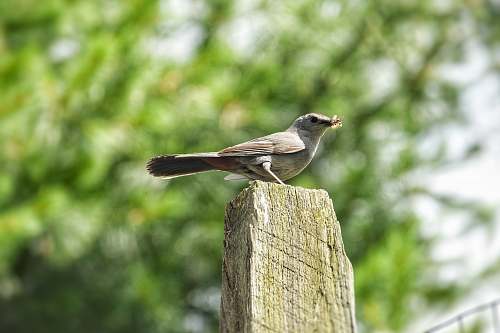 bird bird on wood anthus
