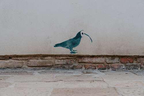 bird bird painting beak