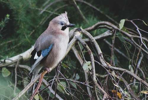 jay bird perch on tree branch blue jay