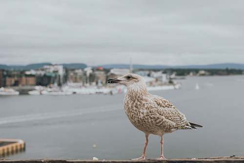 bird bird perched on brown surface seagull