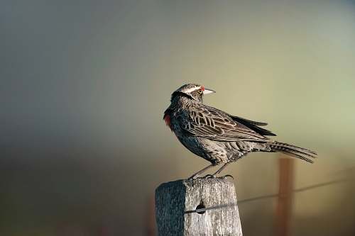 bird bird perched on gray stone anthus