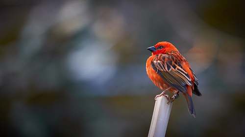 bird bird perched on stick finch