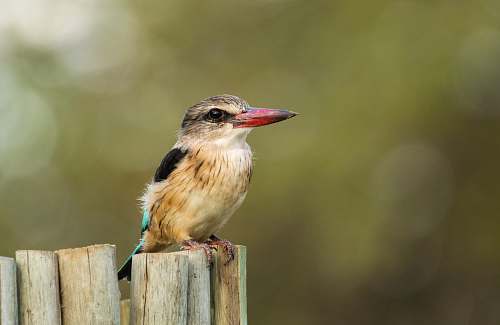 bird bird perched on sticks bee eater