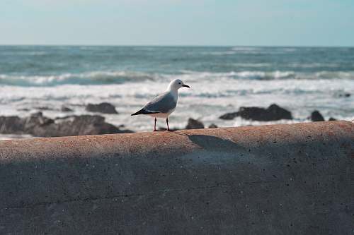 bird bird perched on wall near body of water seagull