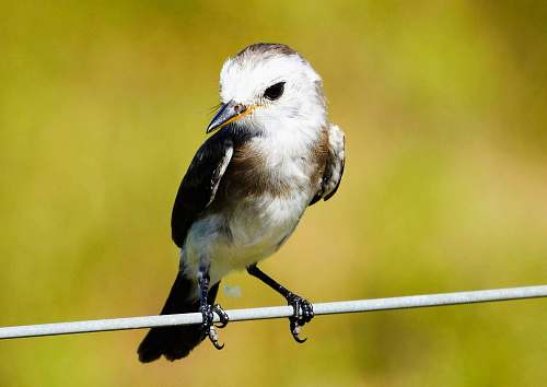 bird bird perched on wire jay