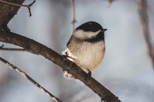 bird bird perching on tree jay