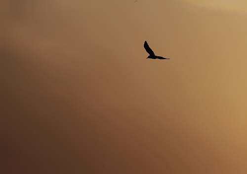 bird bird soaring flying