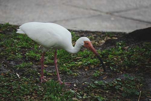 bird bird standing on grass waterfowl