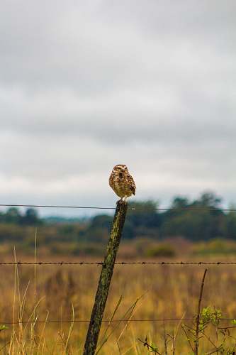 bird bird standing on pole anthus