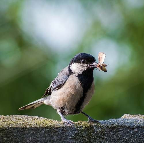 bird bird with flying insect on beak finch
