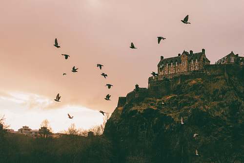 flock birds flying near brown concrete house at daytime nature