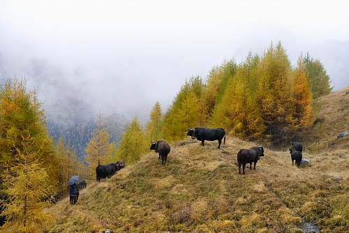 cattle black 4-legged animal on cliff near trees cow